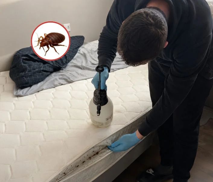 Technicien traitant un matelas contre les punaises de lit à Dammartin-en-Goële